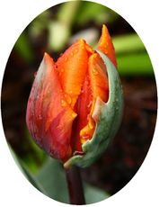 Tulpe-5B.jpg